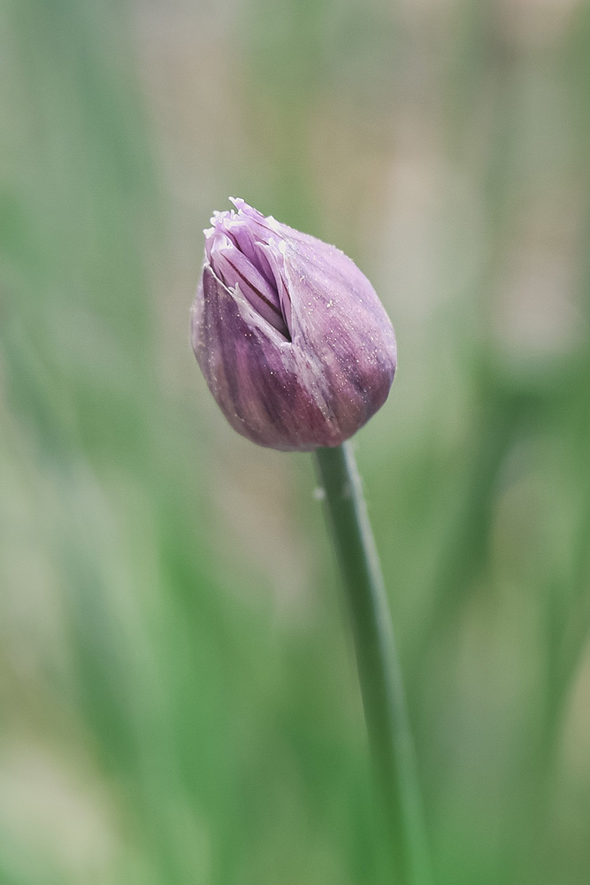 From Flora to Fauna -nature blog
Dreamy Chive About to Bloom