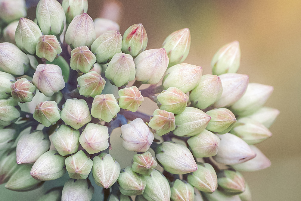 From Flora to Fauna -nature blog Macro Seed Heads in Beautiful Light