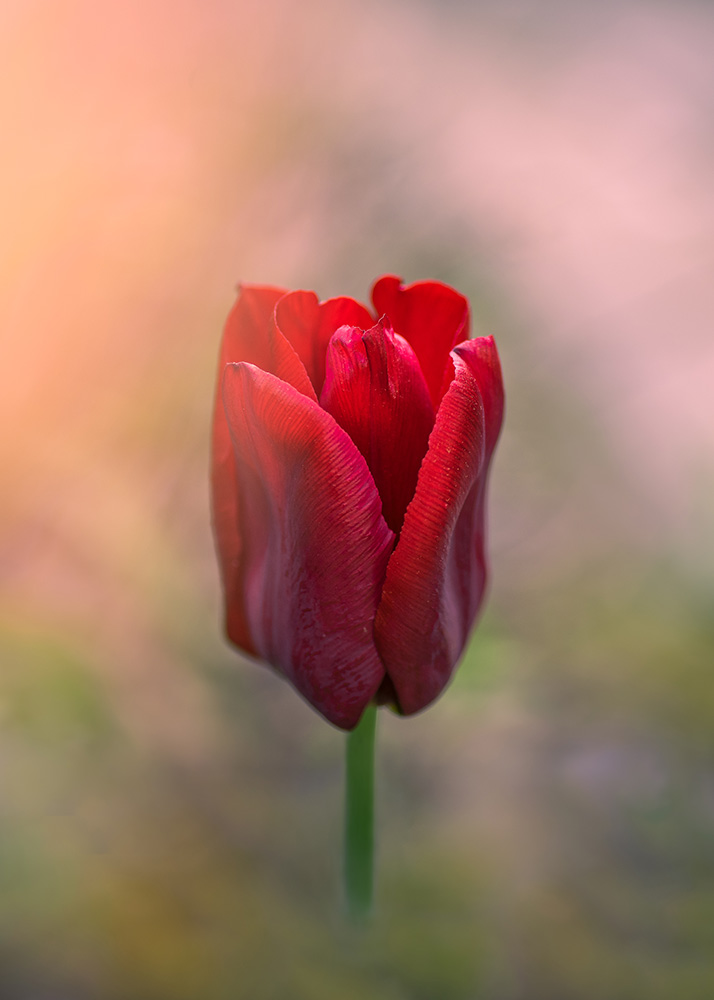 From Flora to Fauna -nature blog Dreamy red tulip in beautiful light