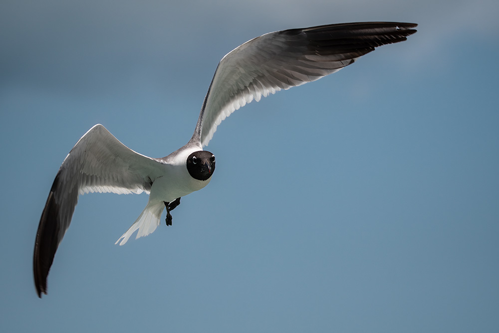 From Flora to Fauna -nature blog Gull in Flight