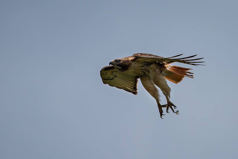 From Flora to Fauna -nature blog Red-Tailed Hawk in Flight