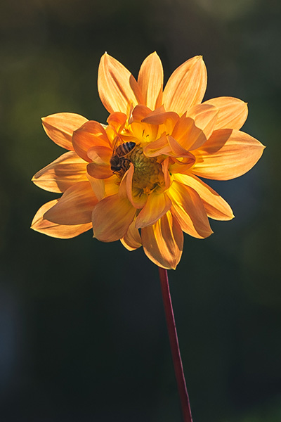 Nature Blog A yellow dahlia backlit by the sun, a small bee nestled in the center