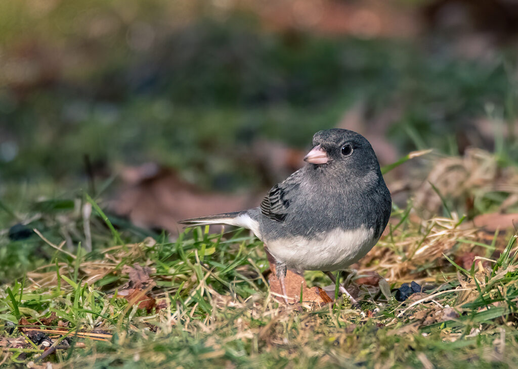 Nature Blog Slate-Colored Dark-Eyed Junco standing in grass