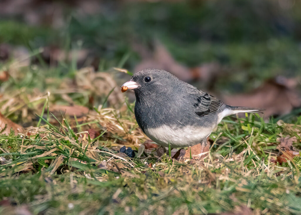 Nature Blog Slate-Colored Dark-Eyed Junco standing in grass eating a seed