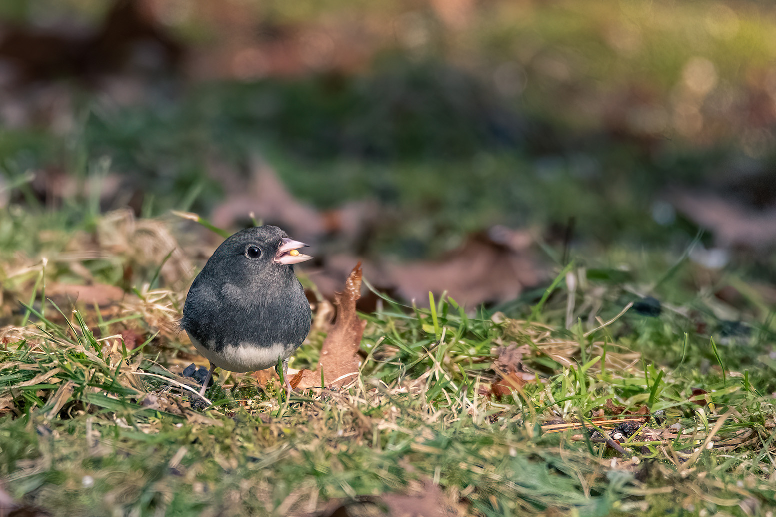 Nature Blog A Dark-Eyed Junco, a small bird with a grey head and back and white belly, eating a seed on the ground