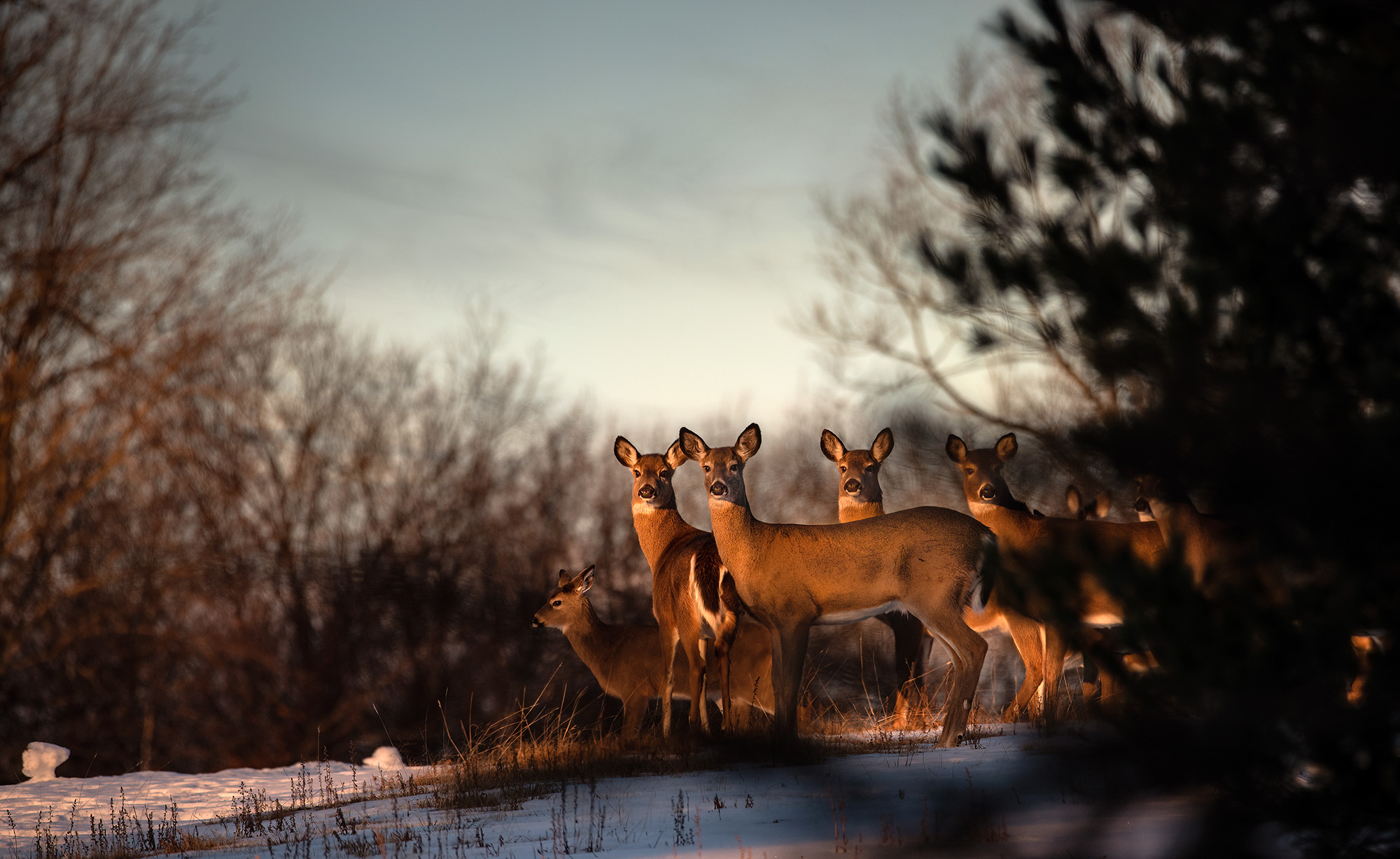 Nature Blog Several does (deer) standing on a snowy hill at sunset