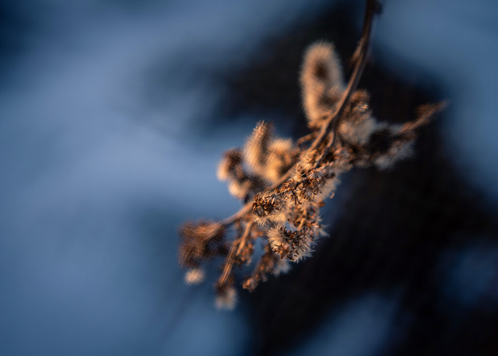 Nature Blog Dried seed heads in gold light on a deep blue background, captured with Lensbaby Double Glass II