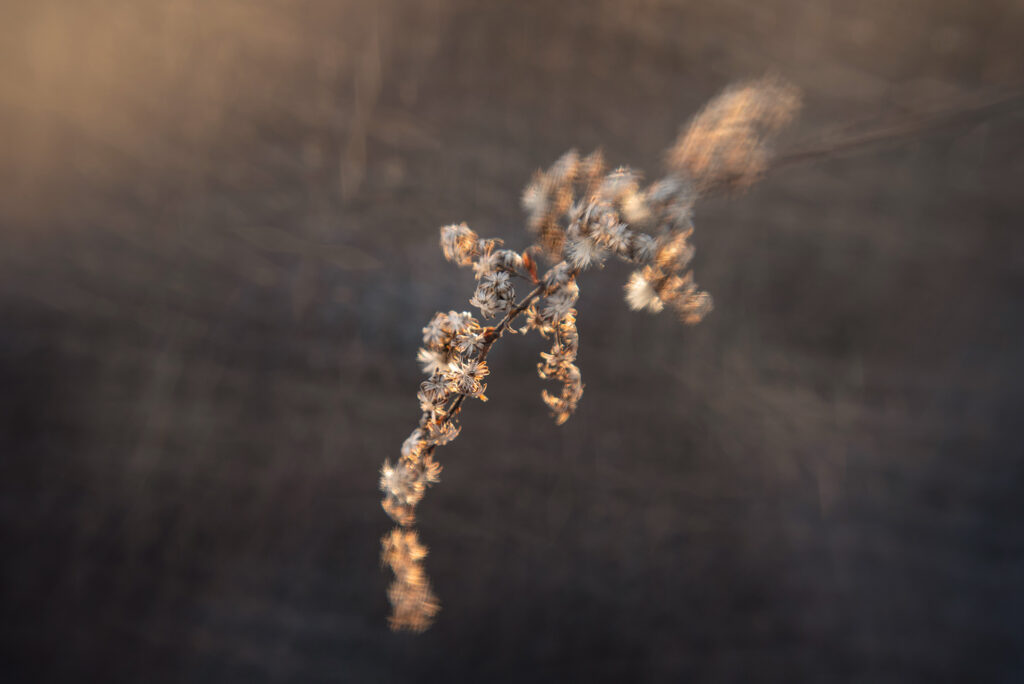 Nature Blog Dried seed heads in golden light, captured with Lensbaby Double Glass II