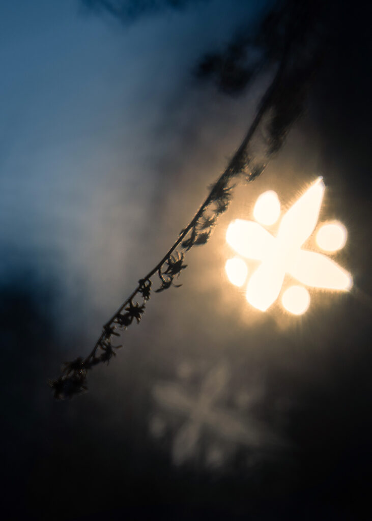 Nature Blog Dried blossoms in gold light on a deep blue background, captured with Lensbaby Double Glass II