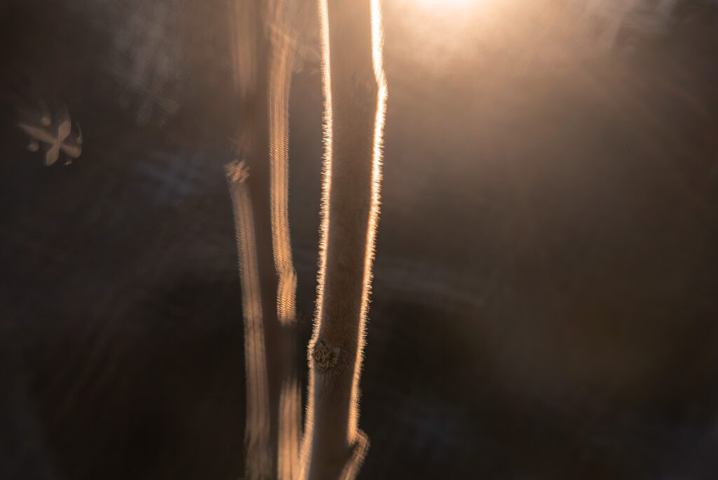 Nature Blog Little tree trunks with fuzzy whiskers in gold light, captured with Lensbaby Double Glass II