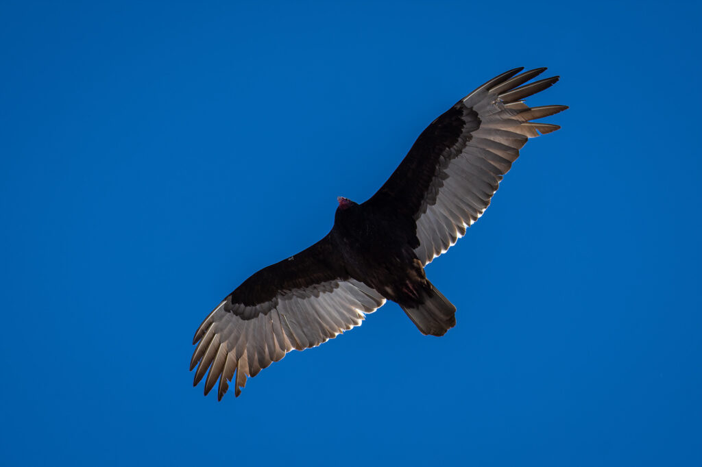 Nature Blog Turkey Vulture in flight, seen from below, wings spread, light gray colored flight feathers, dark brown almost black body and upper parts of wings