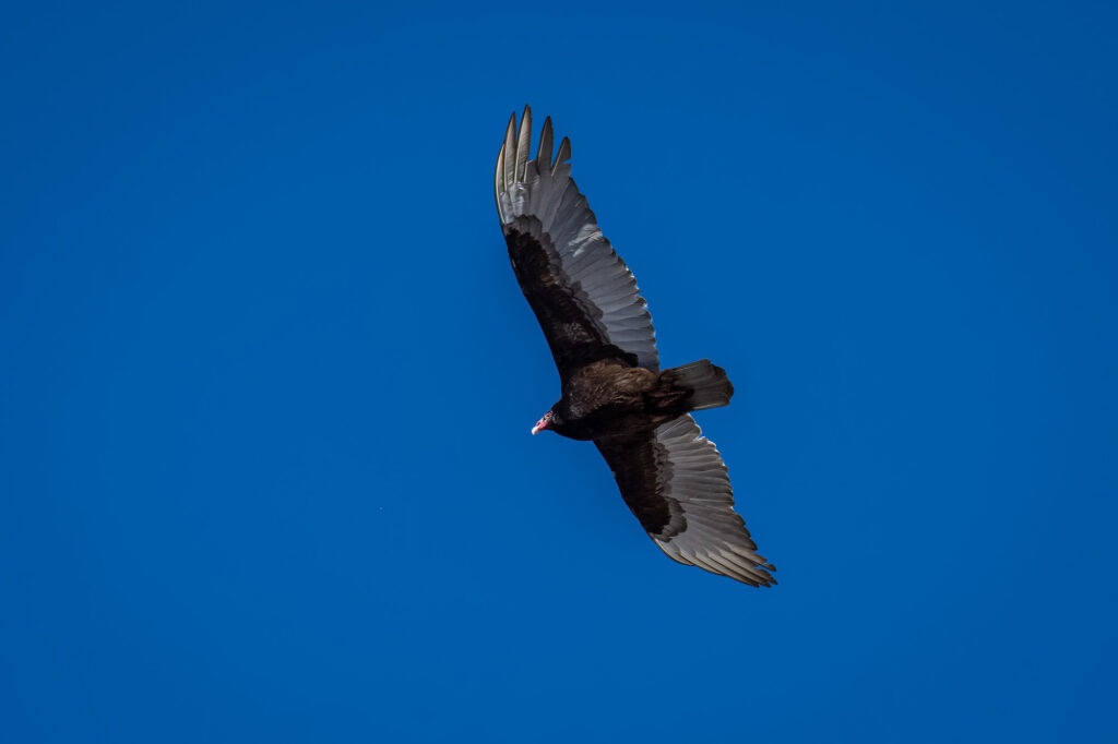 Nature Blog Turkey Vulture in flight, seen from below, wings spread, light gray colored flight feathers, dark brown almost black body and upper parts of wings