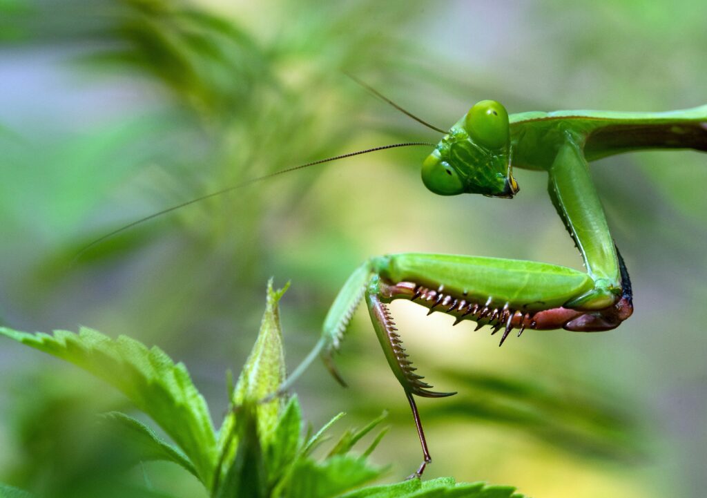 Photo by William Warby on Unsplash Nature Blog A close-up photograph of a praying mantis looking at the camera