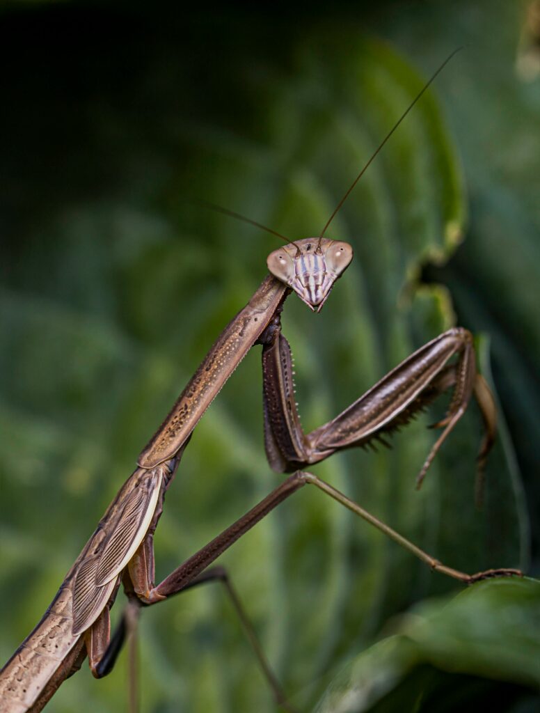 Nature Blog A close-up photograph of a praying mantis looking at the camera