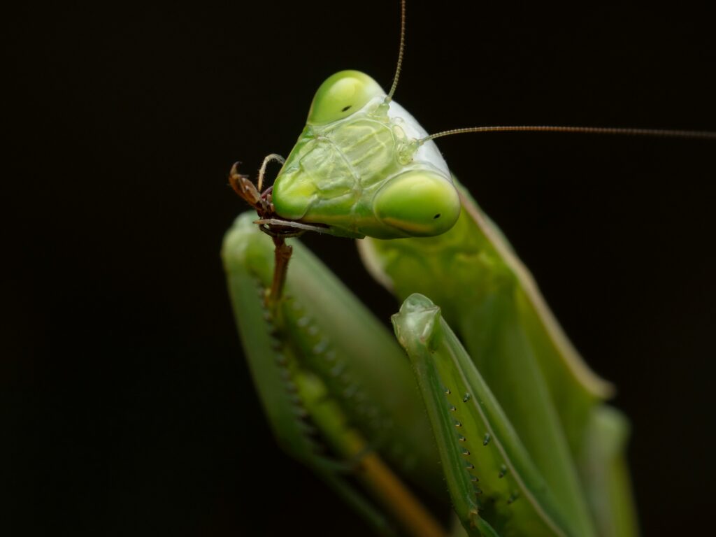 Nature Blog A close-up photograph of a praying mantis looking at the camera