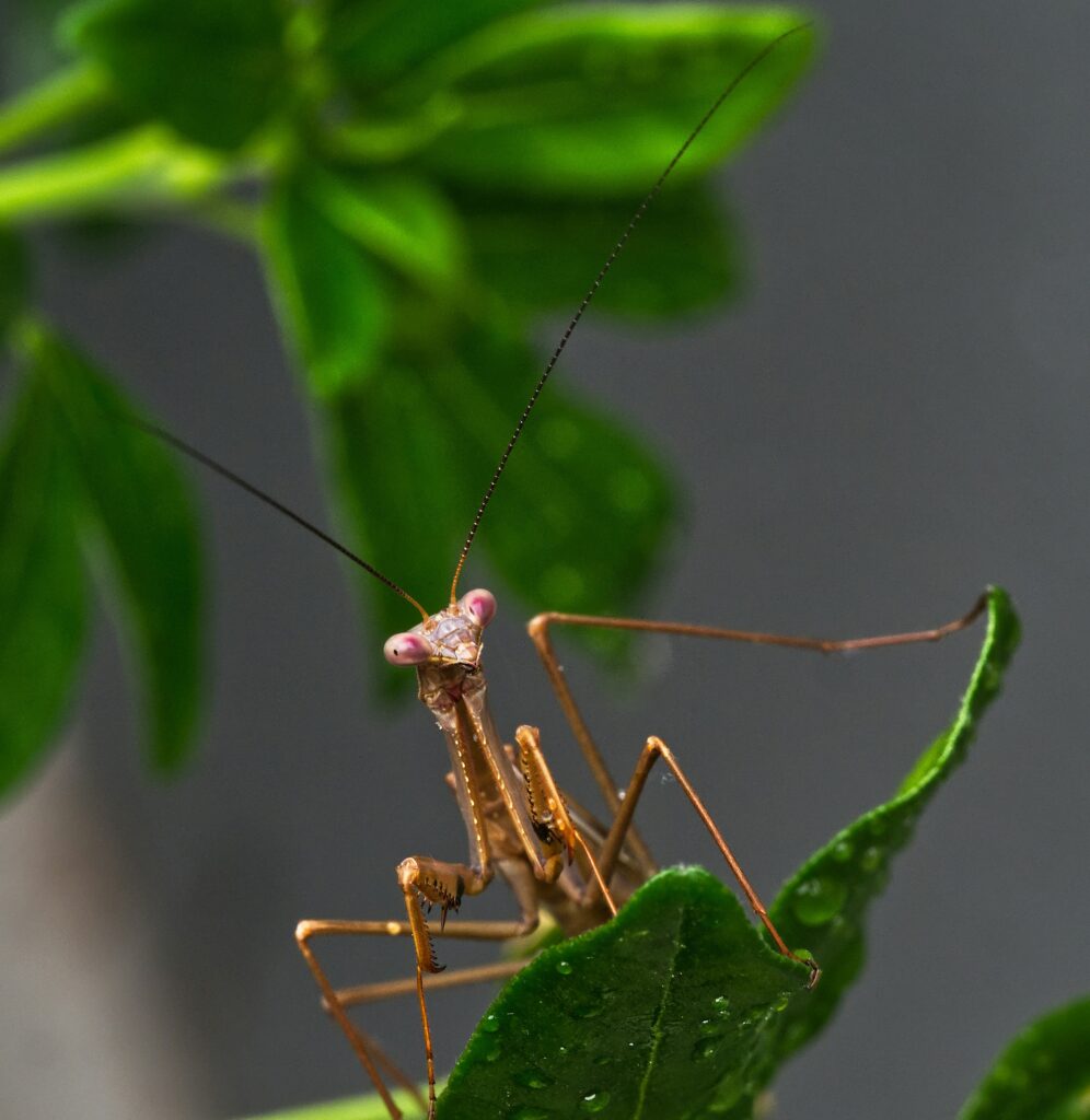 Nature Blog A close-up photograph of a praying mantis looking at the camera