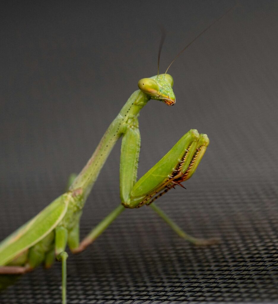 Nature Blog A close-up photograph of a praying mantis looking at the camera