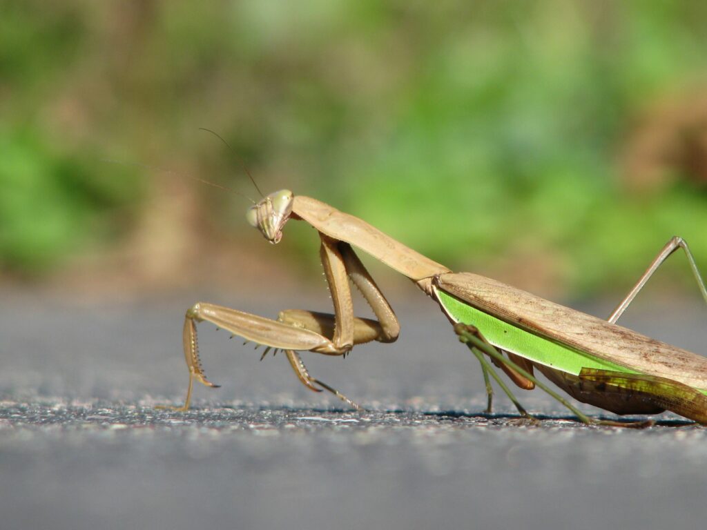 Nature Blog A close-up photograph of a praying mantis looking at the camera