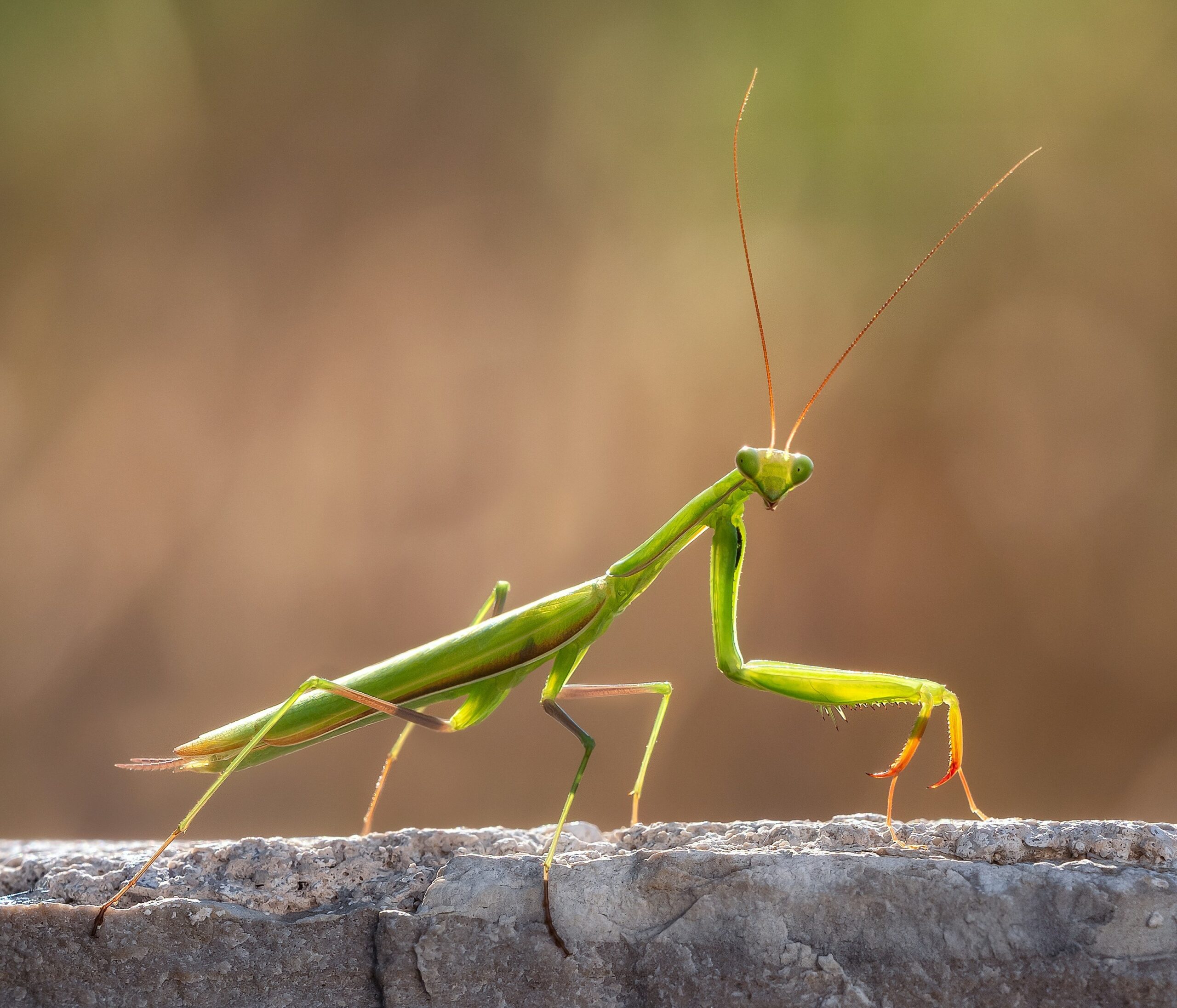 Nature Blog A close-up photograph of a praying mantis looking at the camera