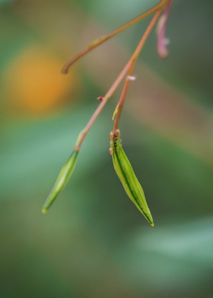 Nature Blog Jewelweed seedpods in green vegetation