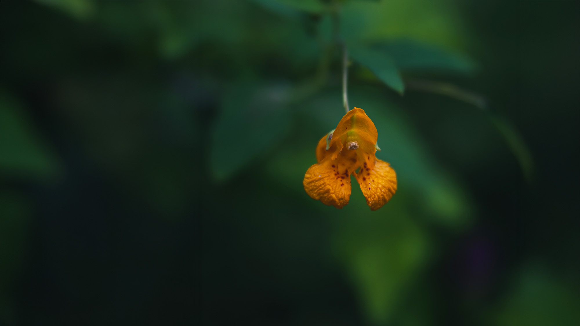 Nature Blog Jewelweed Little orange flowers in green vegetation