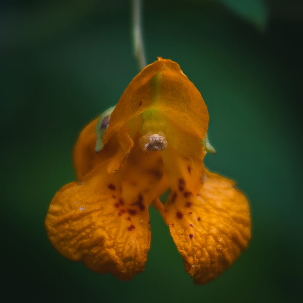 Nature Blog Jewelweed Little orange flowers in green vegetation