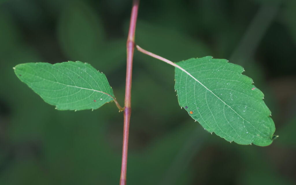 Nature Blog Jewelweed leaves