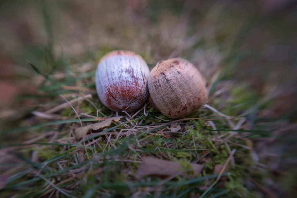 Nature Blog Two acorns without cups