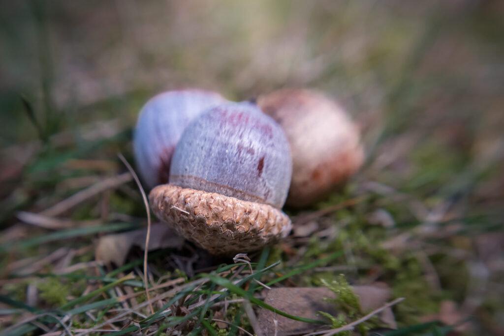 Nature Blog Three acorns, one in front with cup