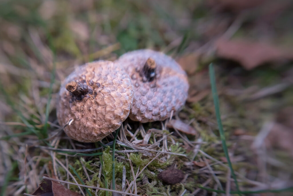 Nature Blog two cups or caps of acorns