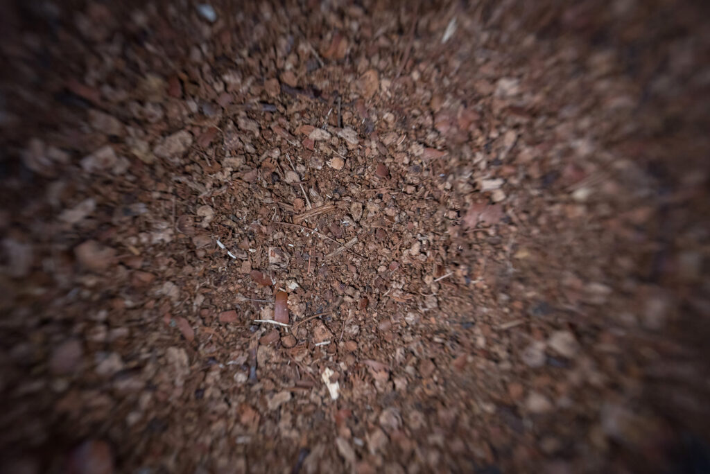 Nature Blog Crushed acorns on the ground