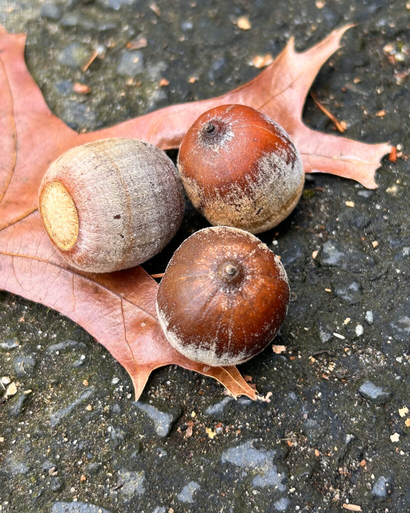 Nature Blog Three acorns nestled together