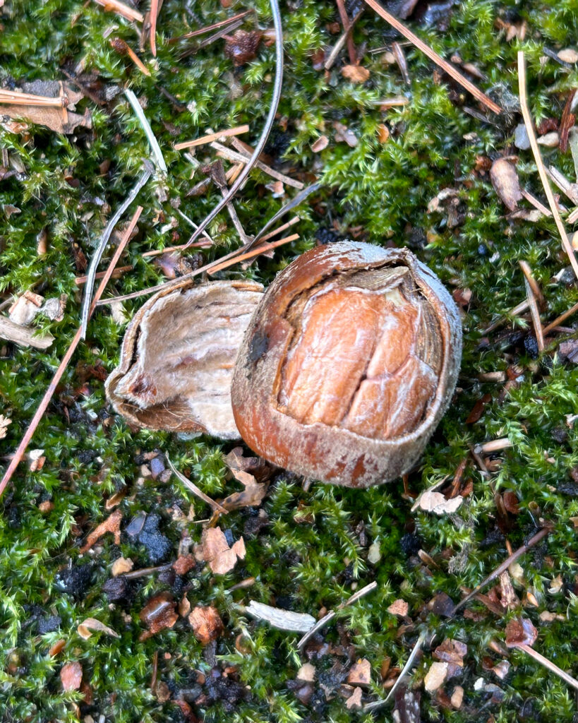 Nature Blog First layer of an acorn's shell peeled off to reveal a walnut-shaped interior