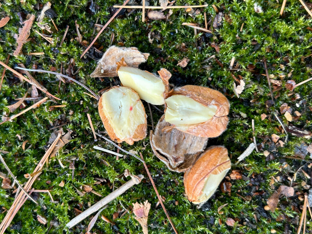 Nature Blog The insides of an acorn displayed