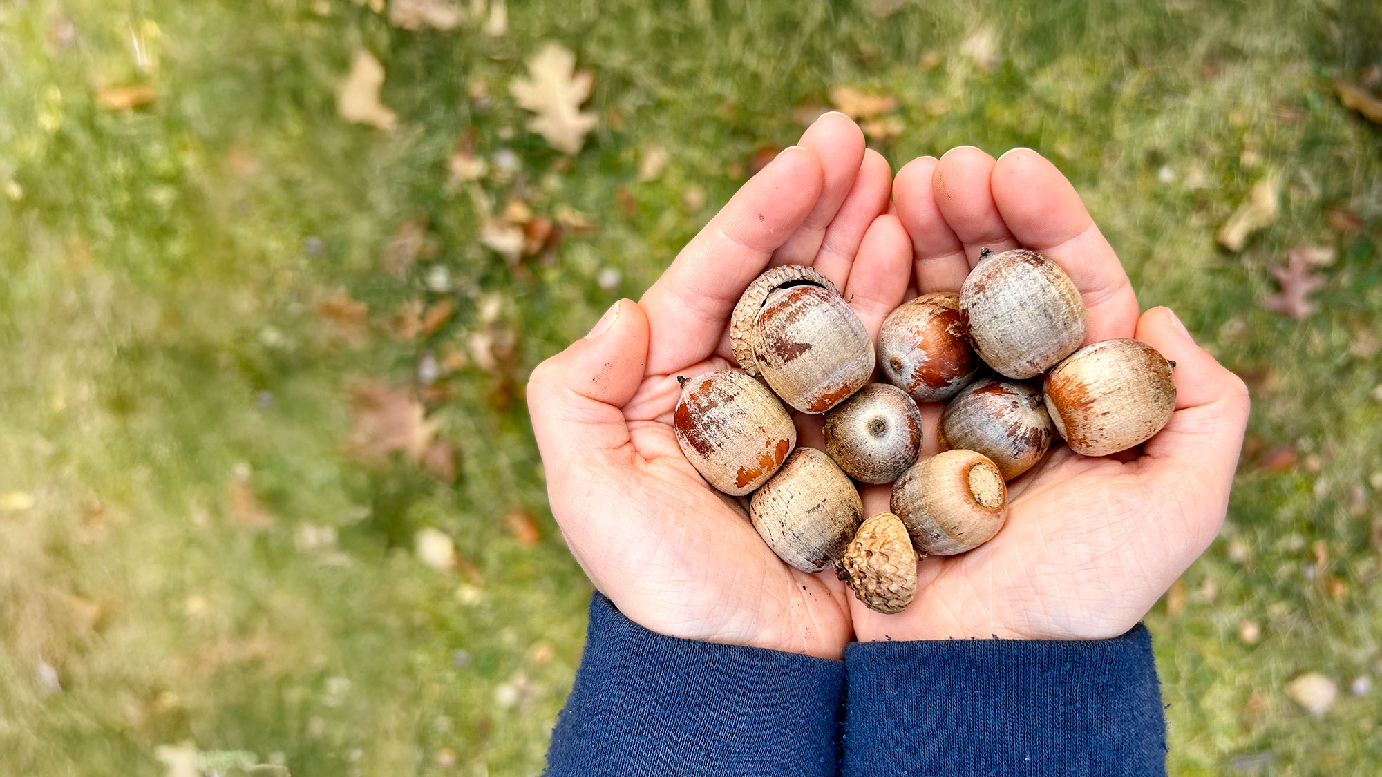 Nature Blog A child's hands holding a pile of acorns