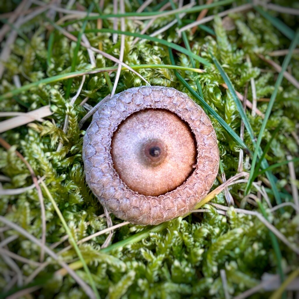 Nature Blog A small acorn in cup