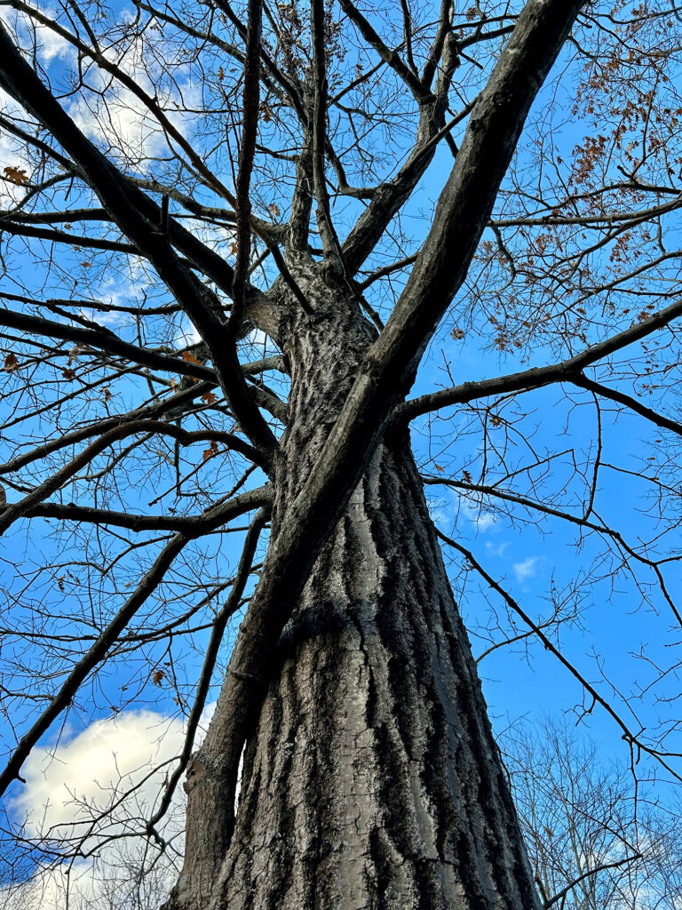 Nature Blog Looking up at a tall oak tree mostly bare of leaves