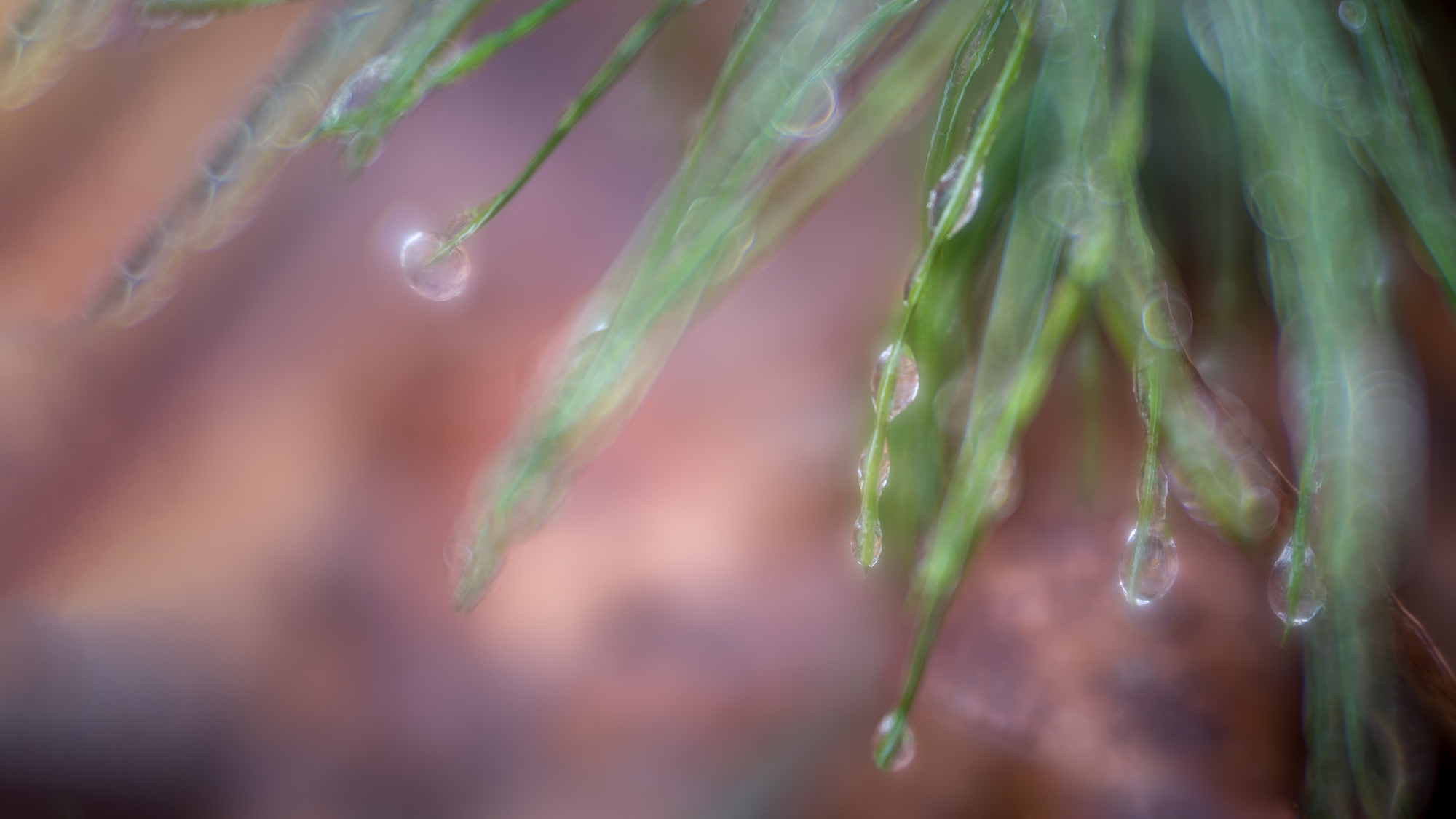 Nature Blog Macro Photography Pine Needles Covered in Icy Drops
