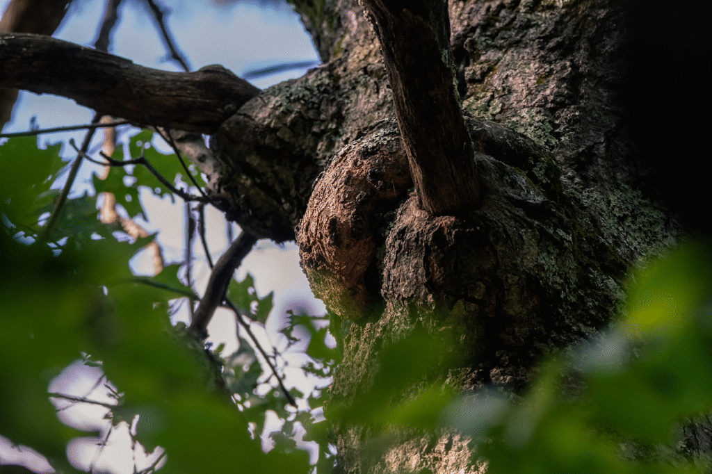 Nature Blog Tree burl growing on side of tree