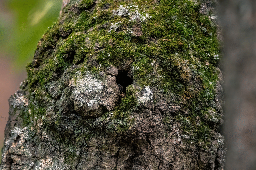 Nature Blog Tree burl forming over hole in tree trunk