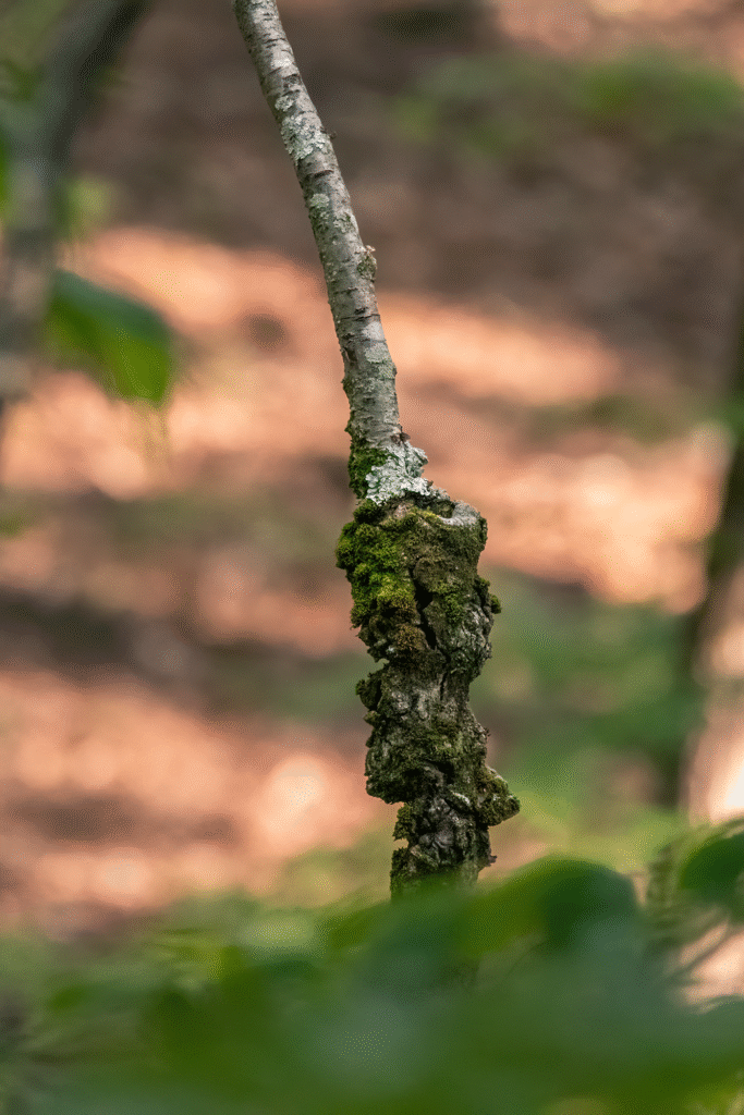 Nature Blog Tree gall or burl growing on thin branch trunk