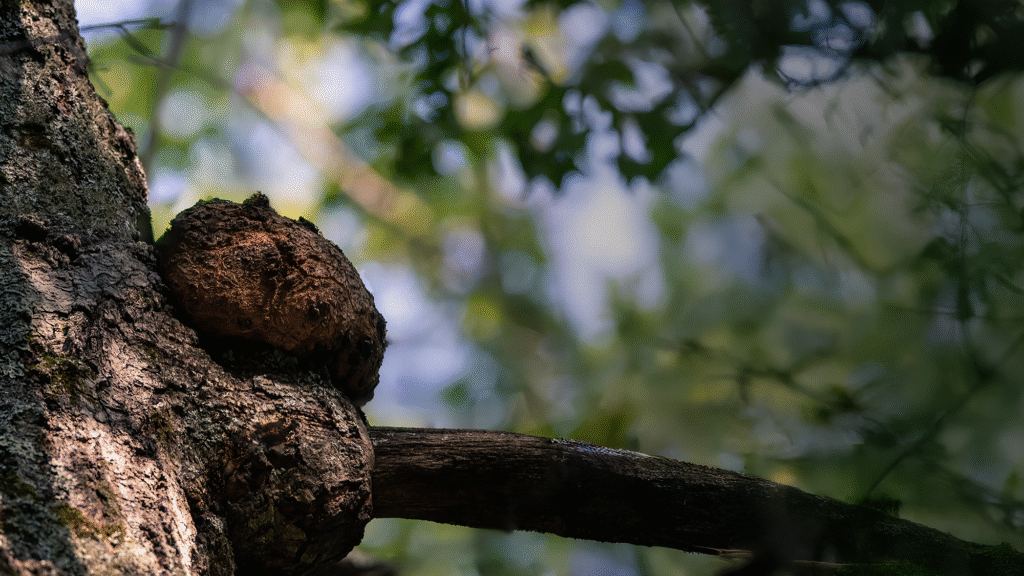 Nature Blog Tree burl growing on side of tree