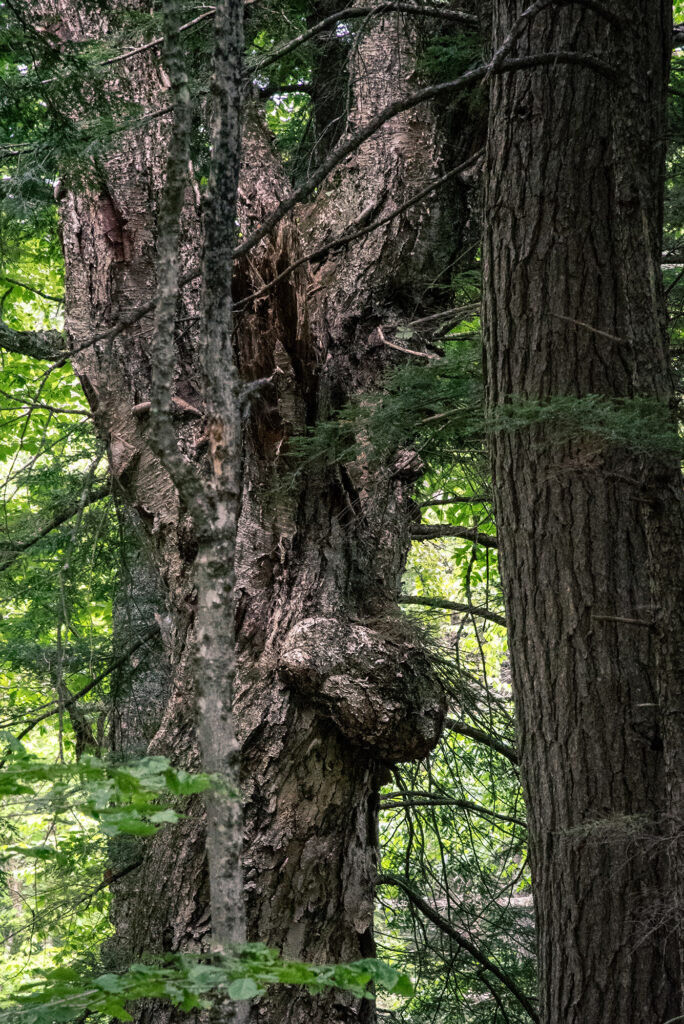 Nature Blog Tree burl growing on side of tree close up