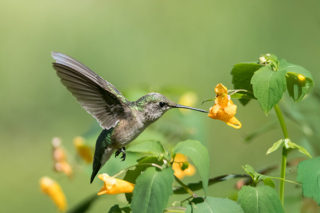 Nature Blog Ruby-Throated Hummingbird about to sip nectar from a Jewelweed yellow flower