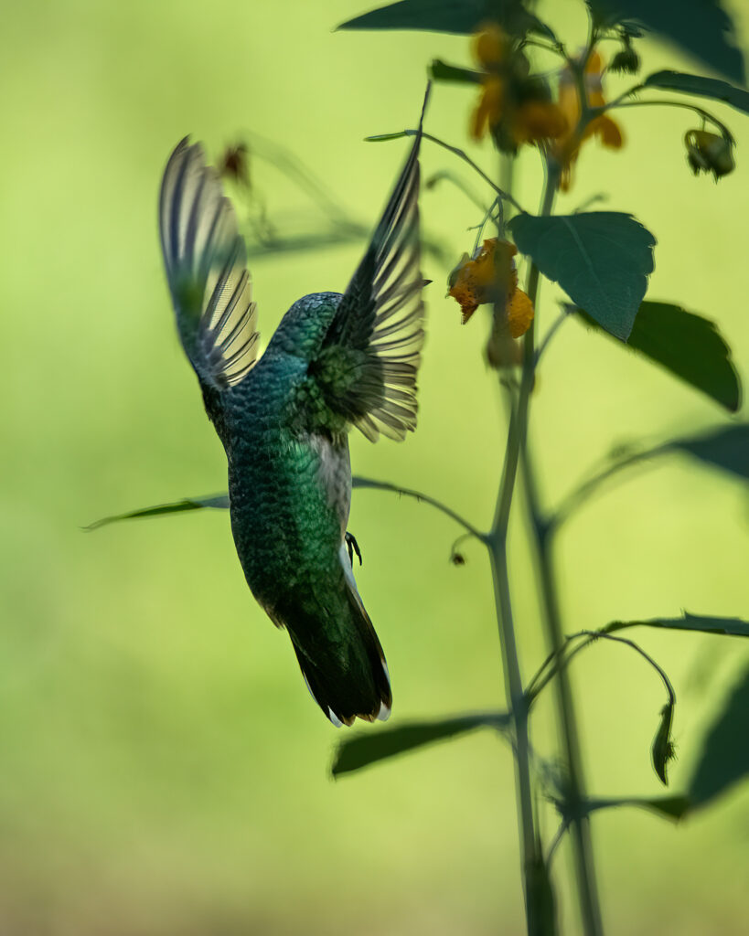 Nature Blog Ruby-Throated Hummingbird about to sip nectar from a Jewelweed yellow flower
