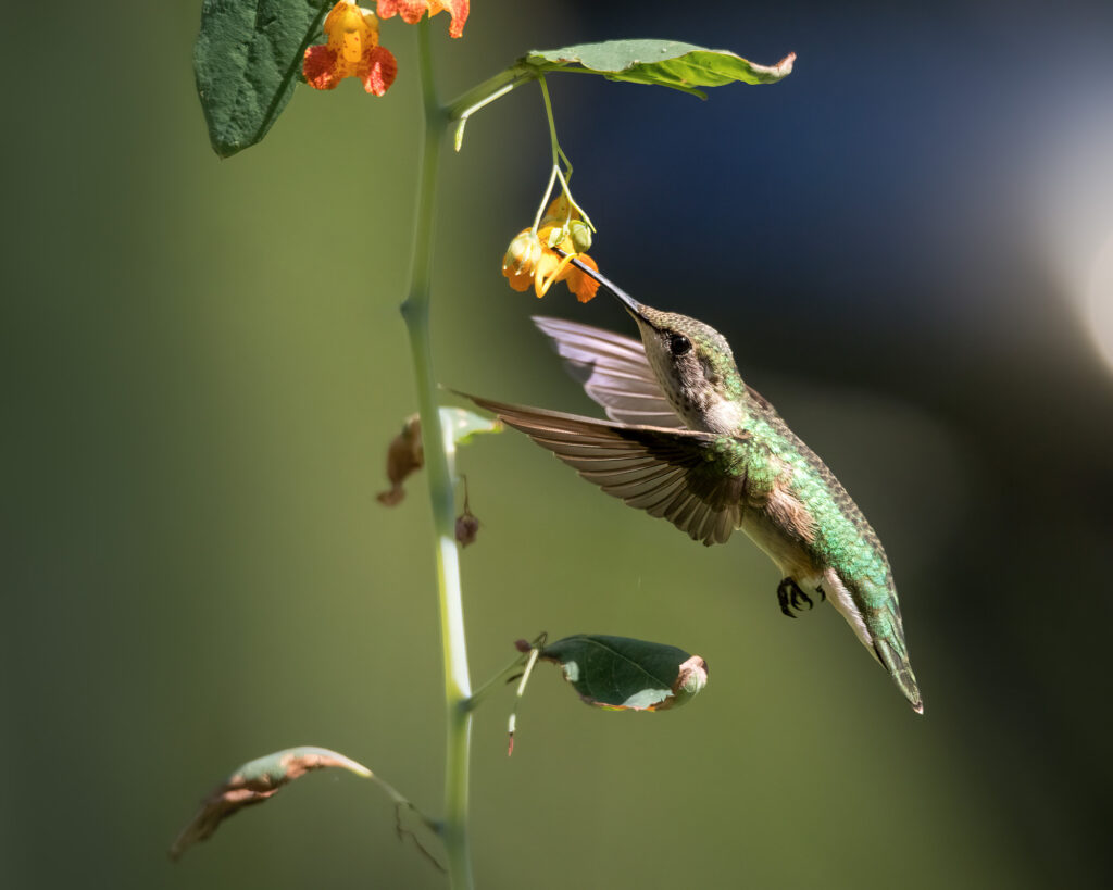 Nature Blog Ruby-Throated Hummingbird about to sip nectar from a Jewelweed yellow flower