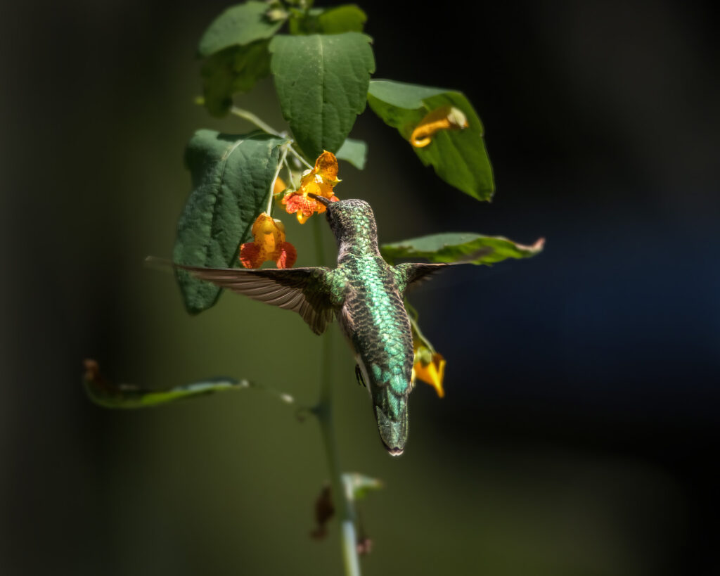 Nature Blog Ruby-Throated Hummingbird about to sip nectar from a Jewelweed yellow flower