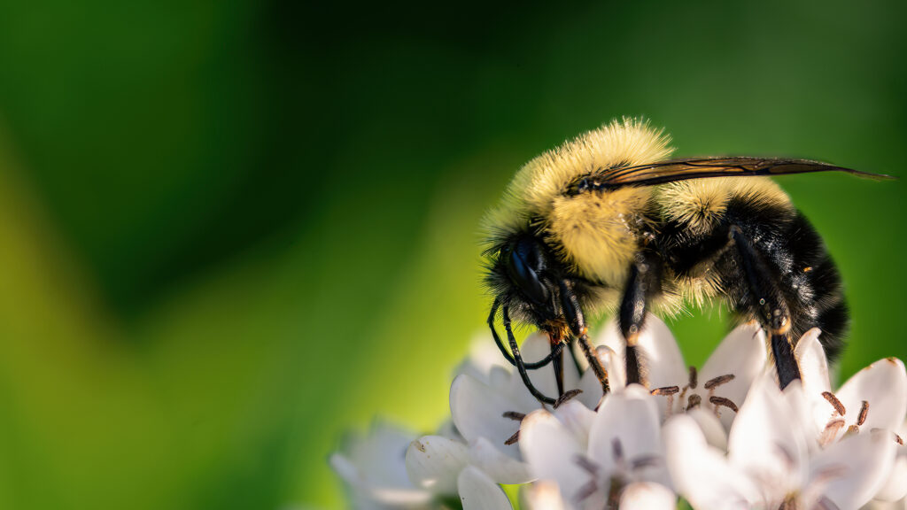 Nature Blog A fuzzy bee collects nectar at a white flower