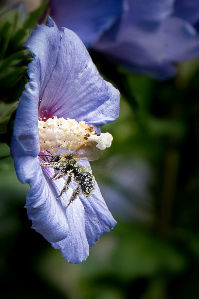 Nature Blog Bee covered in pollen on a purple flower