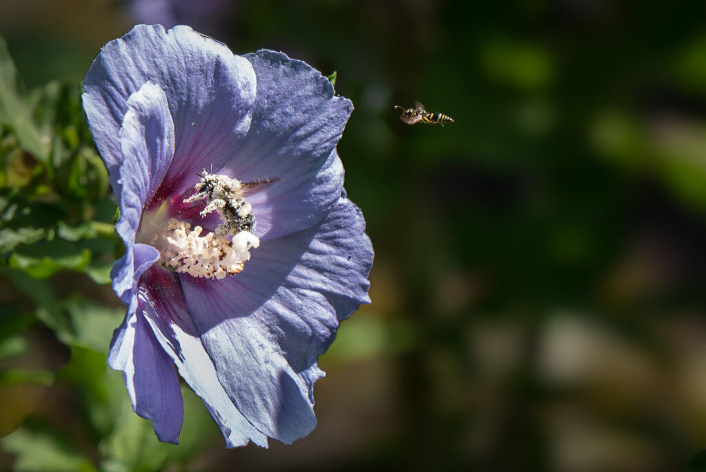 Nature Blog Bee covered in pollen lifting off from a purple flower, a second smaller insect flying in